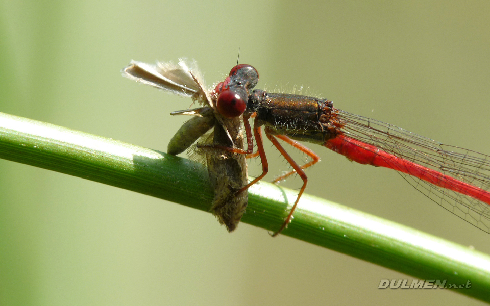 Small Red Damsel (Ceriagrion Tenellum)